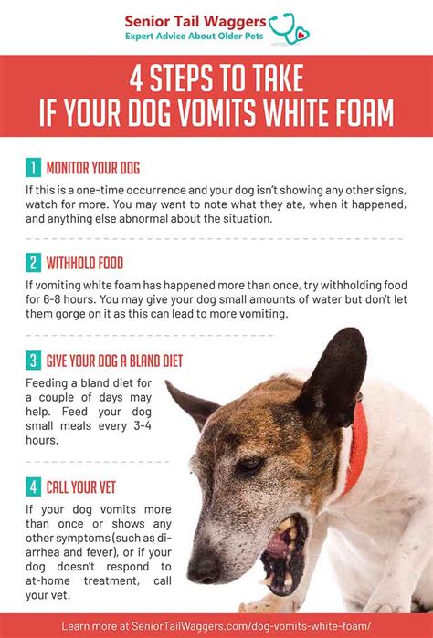 dog vomit white chunks|dog keeps vomiting white foam.